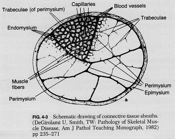 605x480 chapter tendons, skeletal muscles, and ligaments in health - Muscle Tissue Drawing