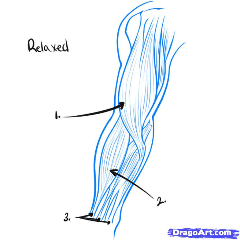 785x785 draw a muscle, step - Muscle Tissue Drawing