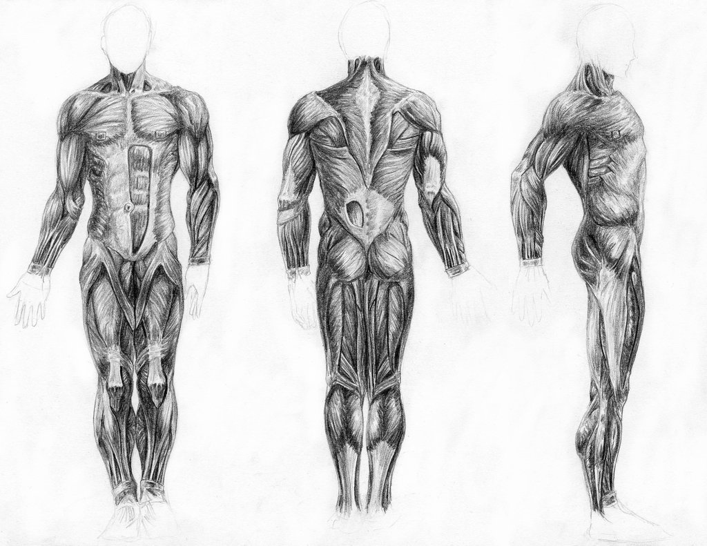 Muscular System Drawing at Explore collection of