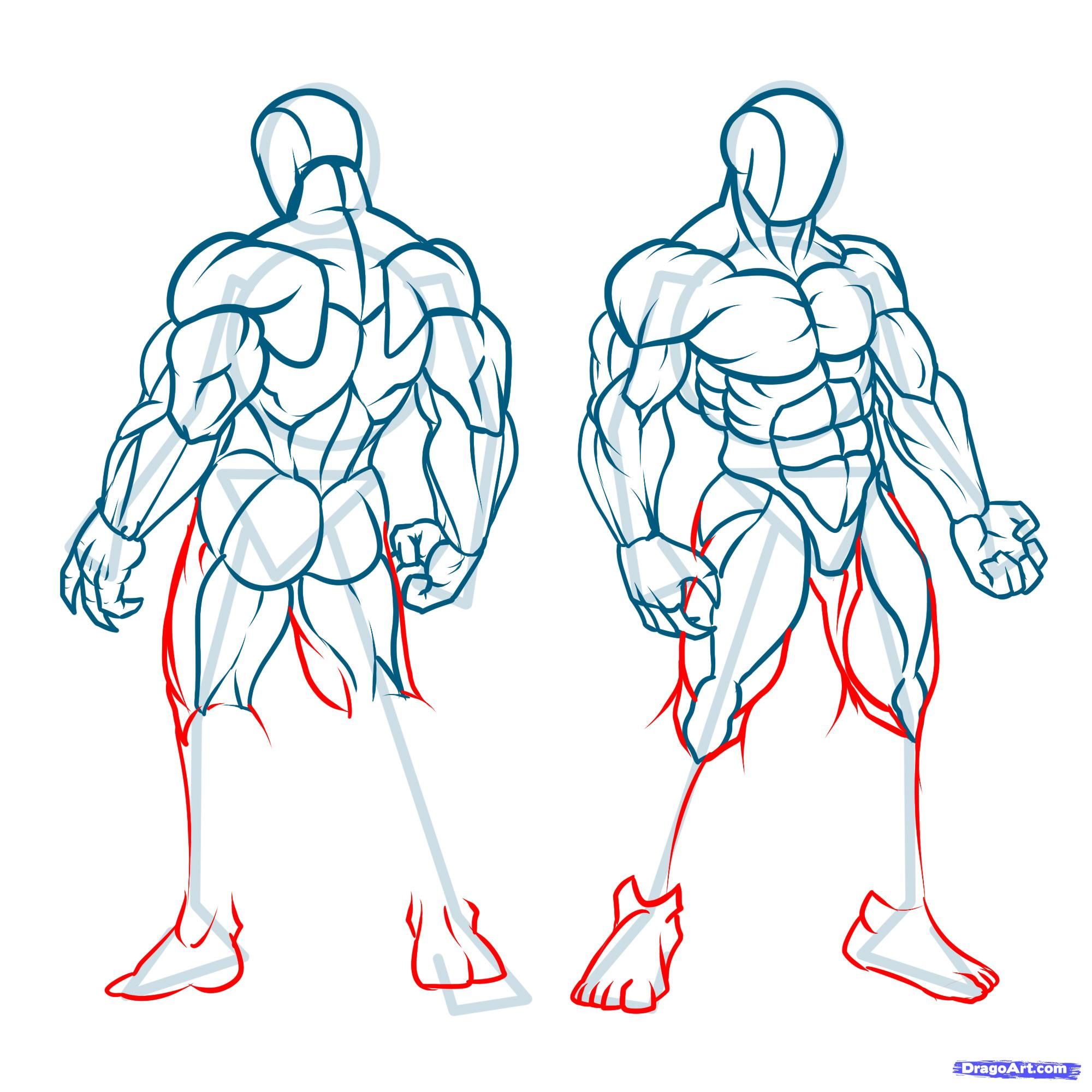 2000x2000 how to draw muscles step art of animation design - Muscular Body Drawing