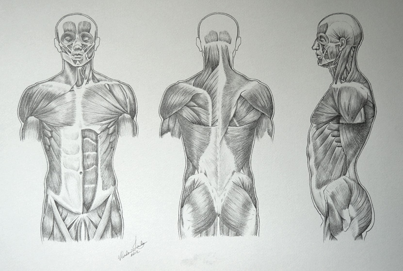831x558 body drawing, pencil, sketch, colorful, realistic art images - Muscular Body Drawing