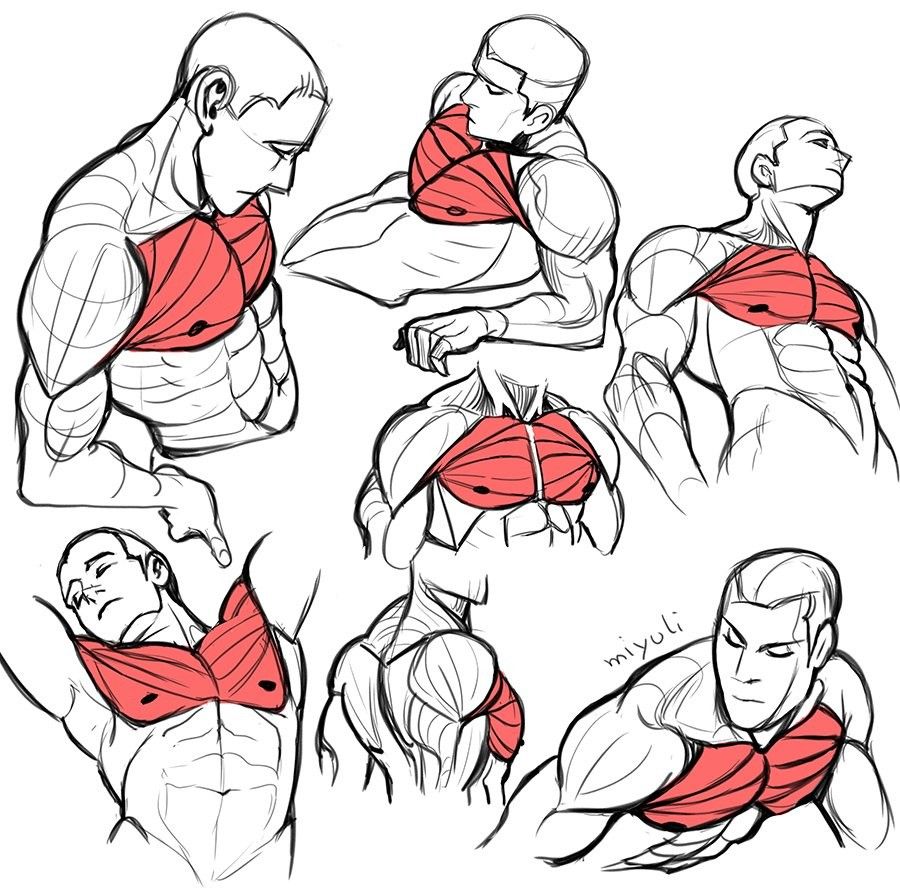 900x891 drawing pectoral muscles with muscular men drawing tutorials - Muscular Man Drawing
