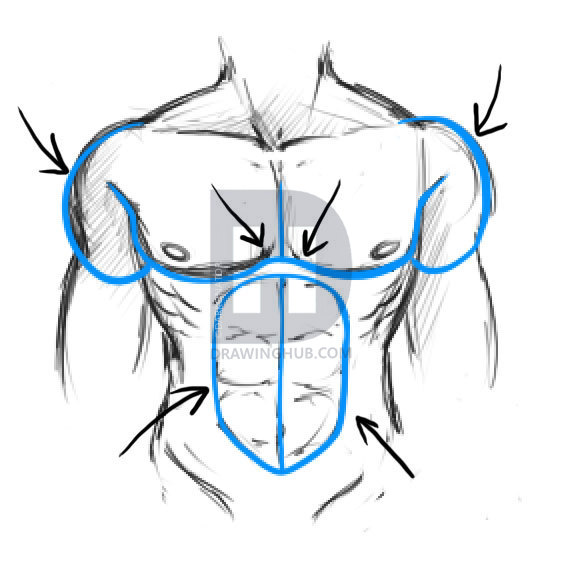 570x568 How To Draw A Body, Step - Muscular Man Drawing