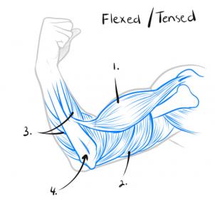 302x302 How To Draw A Muscle, Step - Muscular System Drawing