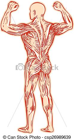 248x470 huge collection of 'muscular system clipart' download more than - Muscular System Drawing
