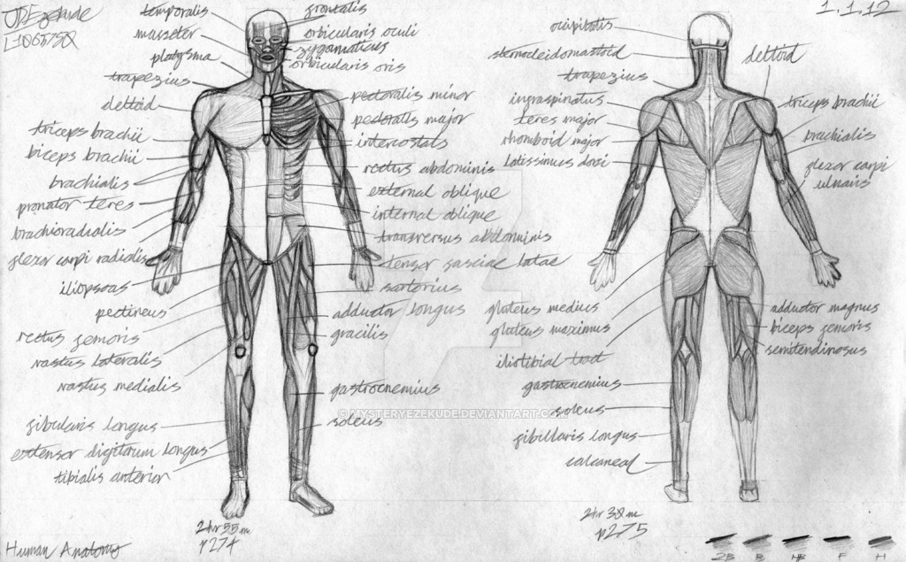 1024x635 human muscular system sketches - Muscular System Drawing
