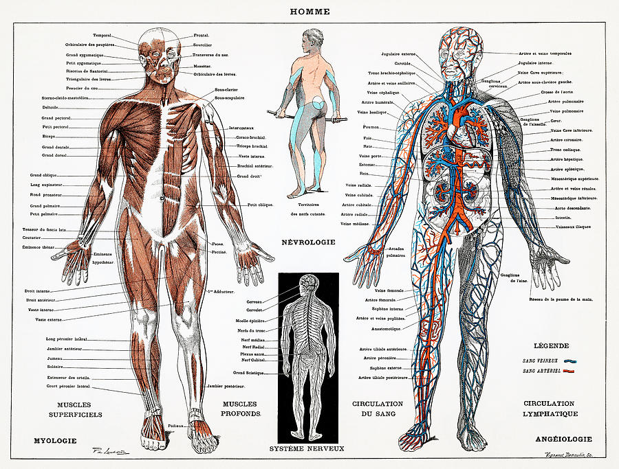900x683 human nervous and muscular system drawing - Muscular System Drawing