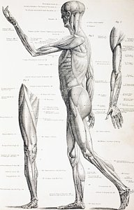 192x300 Muscle System Drawings Fine Art America - Muscular System Drawing