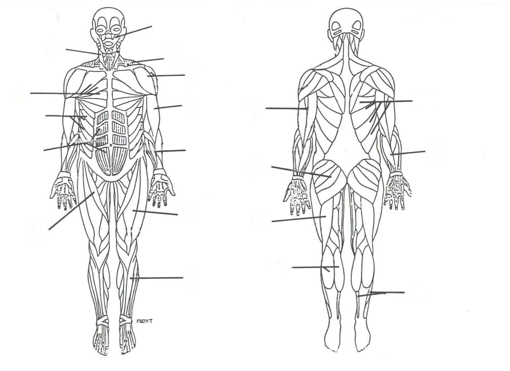 Человеческая сторона человека. Мышечная система человека схема. Мышечная система человека схема рисунок. Мышечный скелет схема. Мышцы человека схема анатомия.