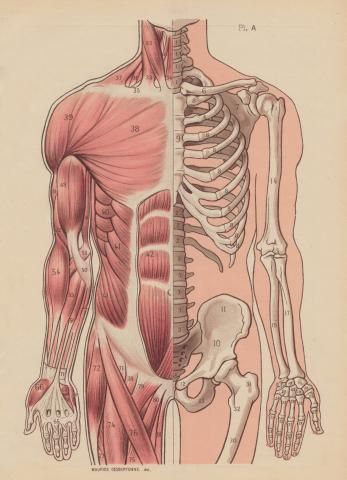 347x480 muscular and skeletal system illustration this is - Muscular System Drawing