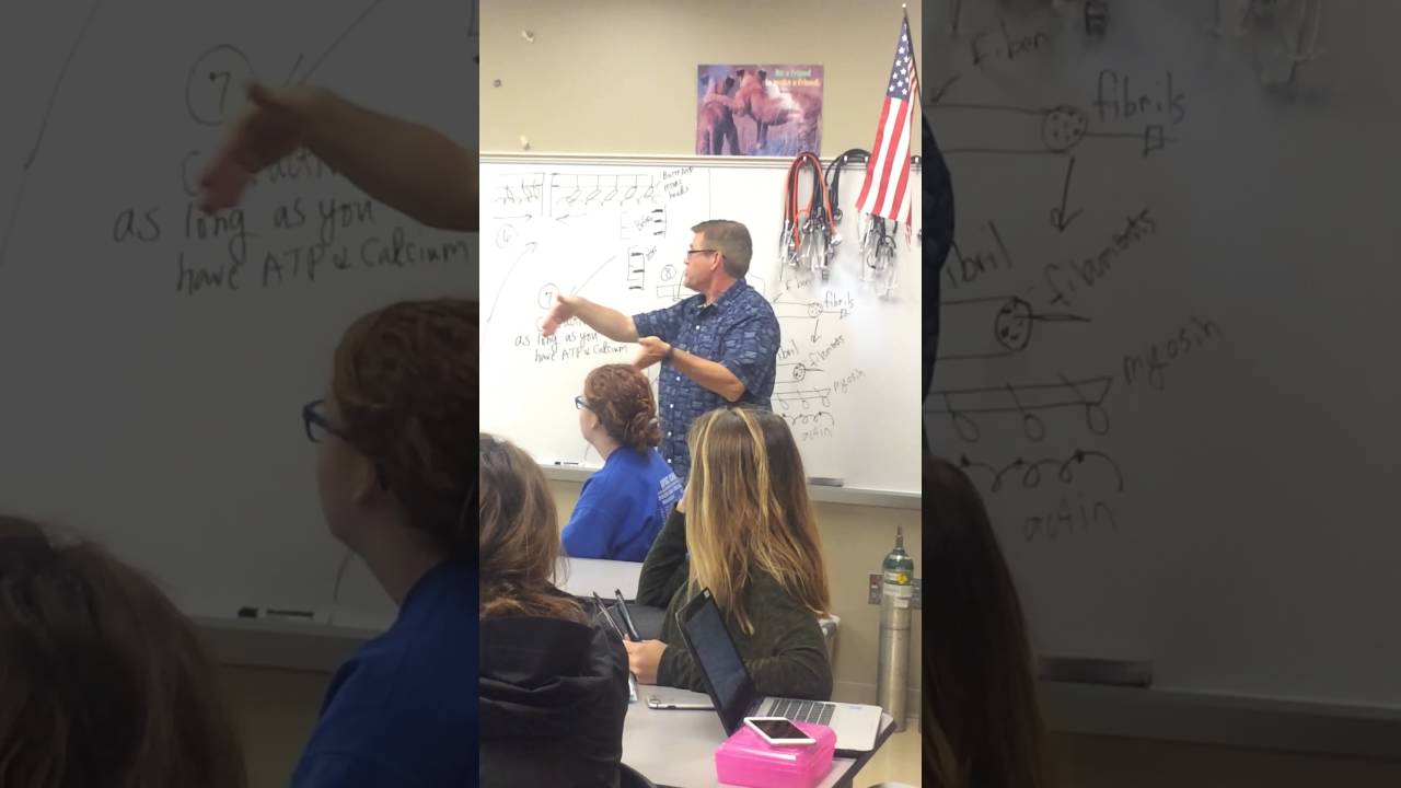 1280x720 muscular system drawings - Muscular System Drawing