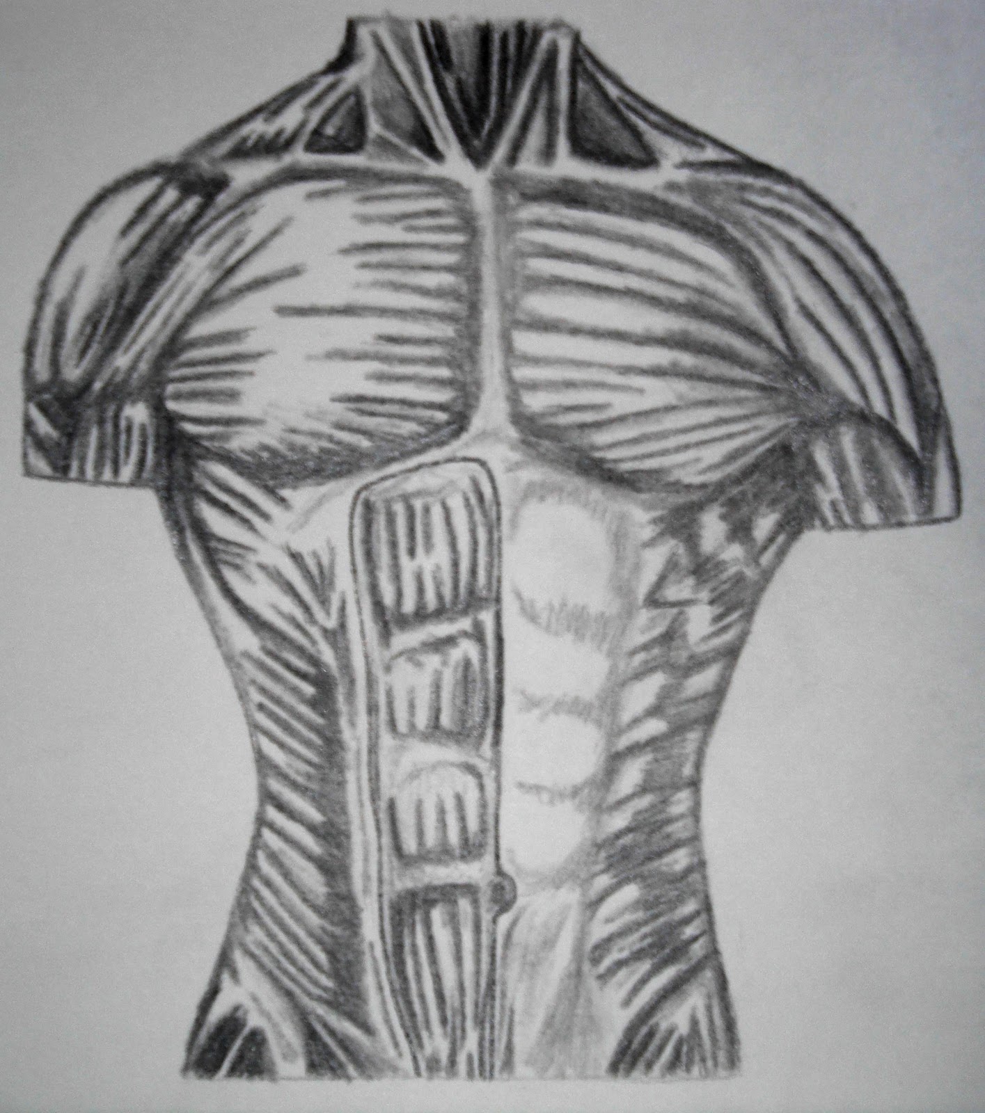 1415x1600 Nathan's Art November - Muscular System Drawing