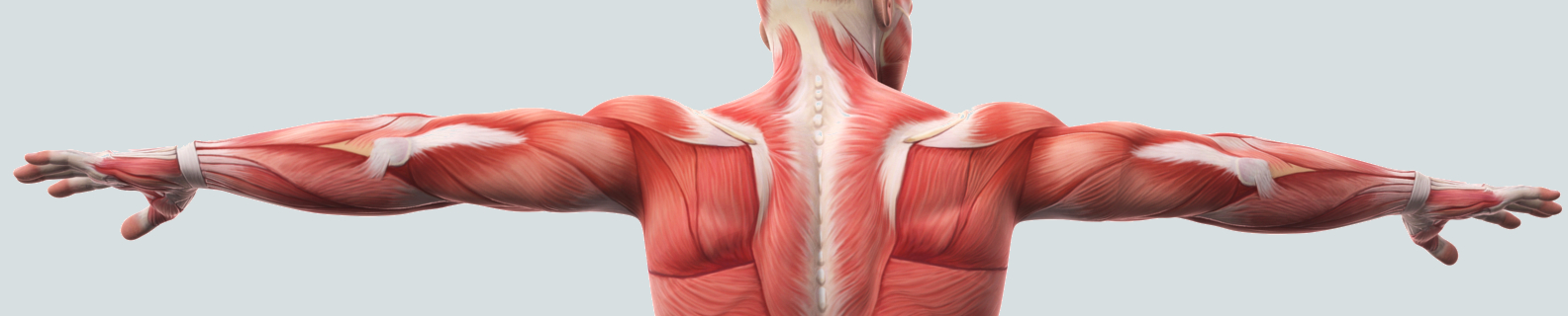 1584x320 Sports Science In English From A To Z - Muscular System Drawing