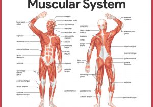 300x210 organs in the muscular system muscular system drawing - Muscular System Drawing