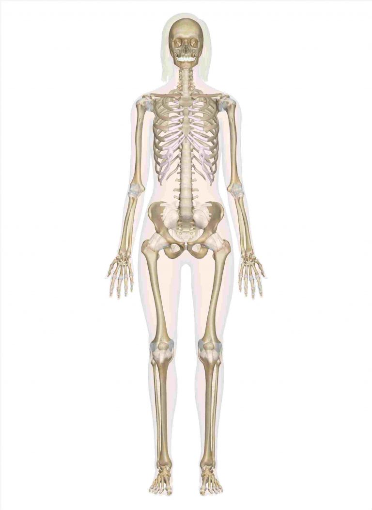 768x1052 collection drawing of muscular system of muscular system drawing - Muscular System Drawing