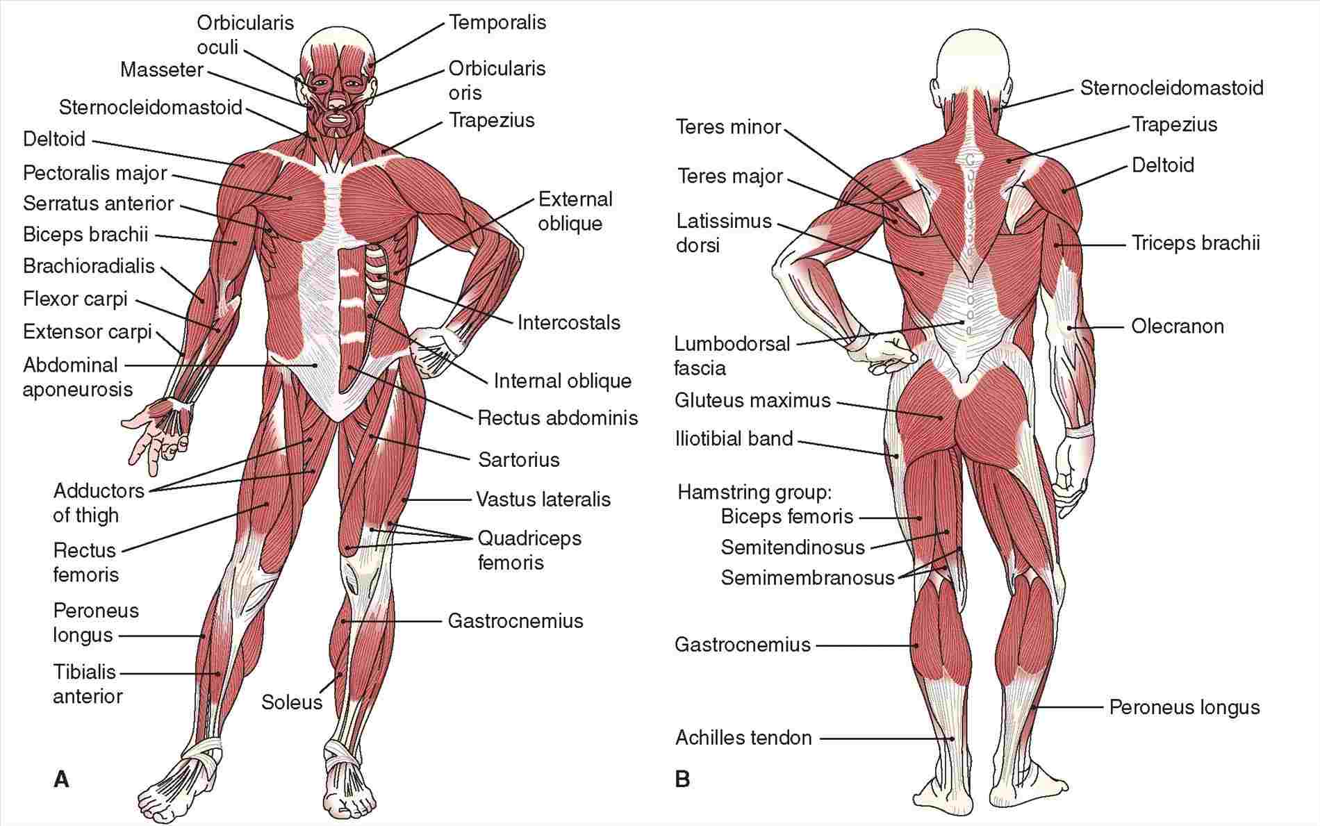 1900x1189 coloring book kaplan rhamazoncom muscular system drawing - Muscular System Drawing