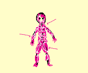 300x250 the muscular system drawing - Muscular System Drawing