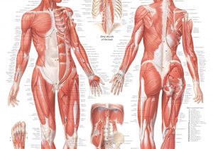300x210 anatomy of the muscle muscular system drawing at getdrawings - Muscular System Drawing