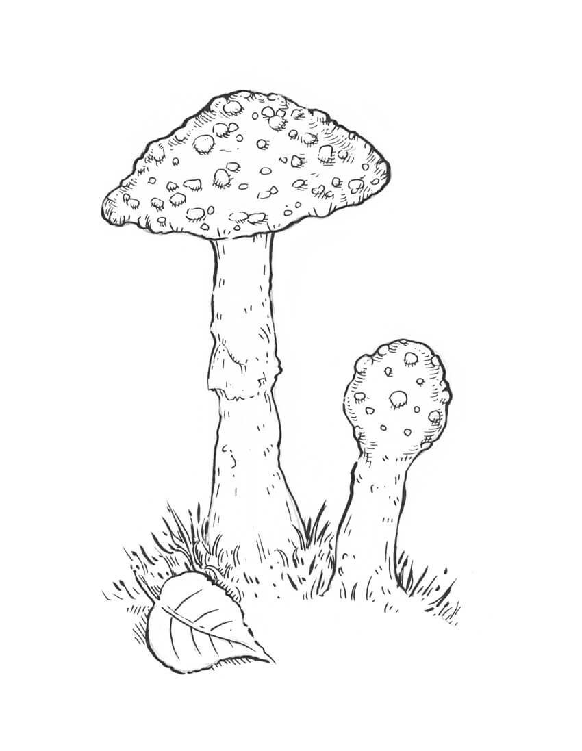 850x1097 How To Draw A Mushroom - Mushroom Drawing
