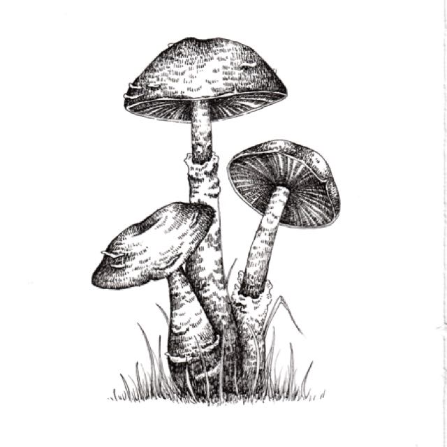 Mushroom Drawing at PaintingValley.com | Explore collection of Mushroom ...