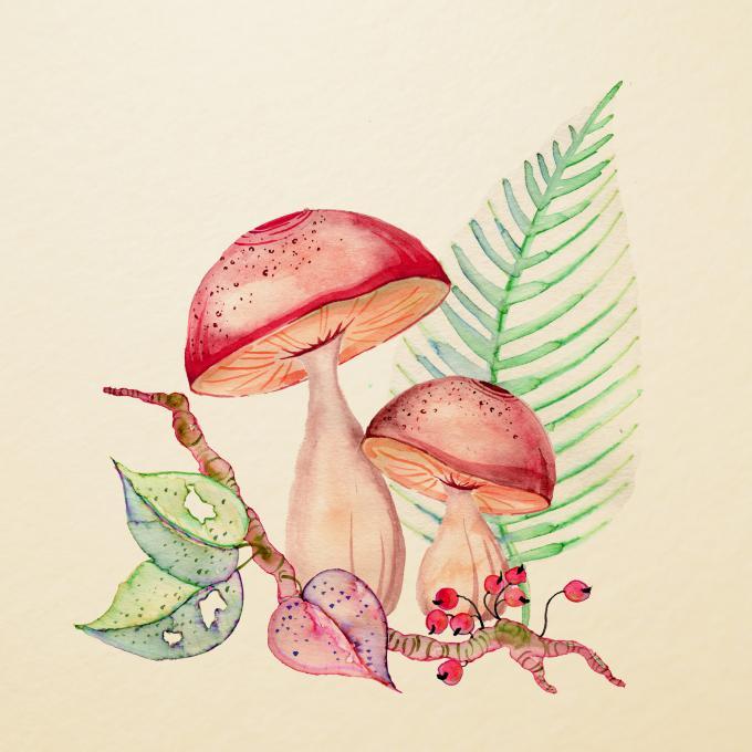 680x680 mushrooms nature drawings pictures drawings ideas for kids - Mushroom Drawing