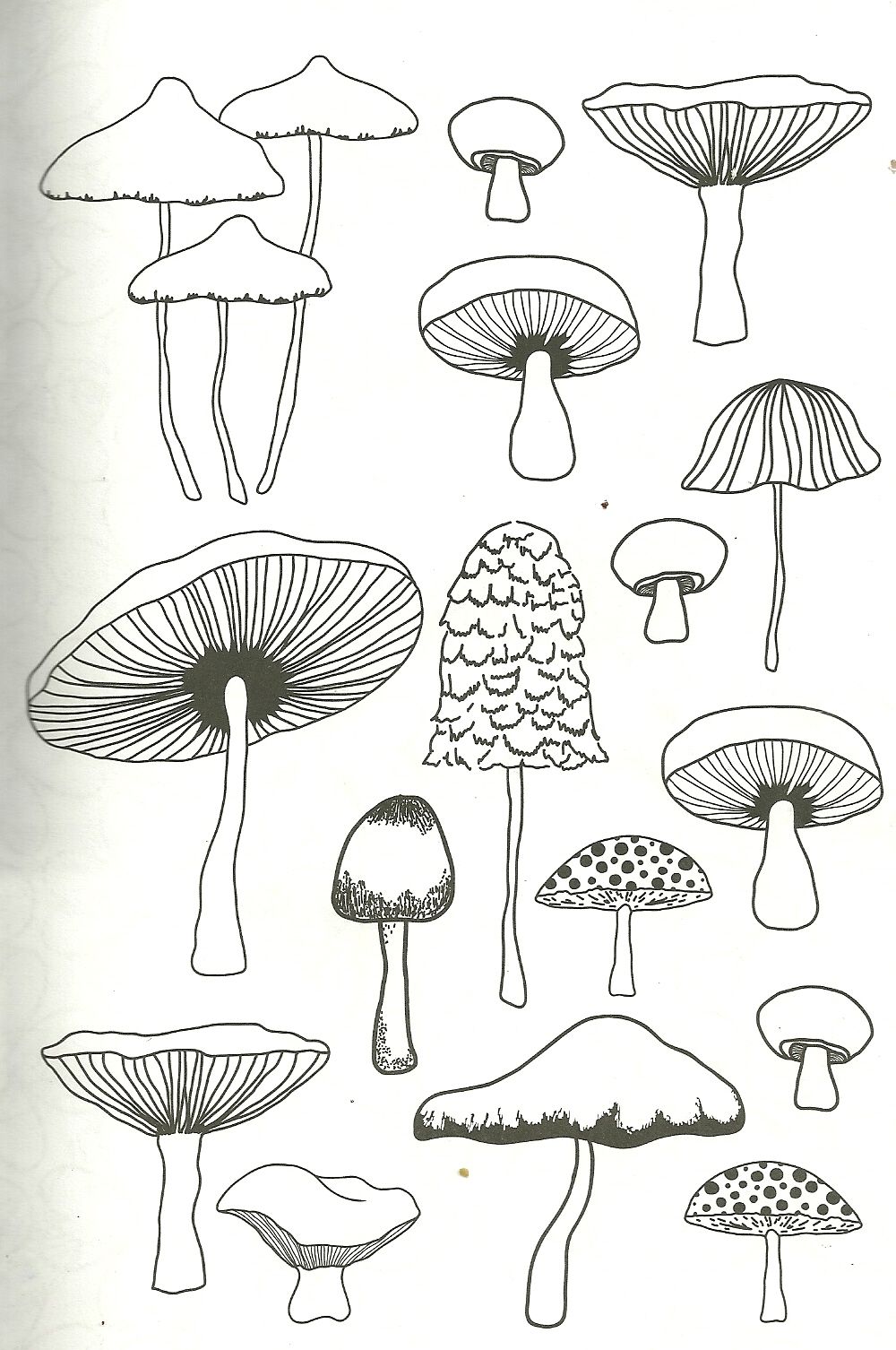 1000x1506 Mushroom Coloring - Mushroom Drawing