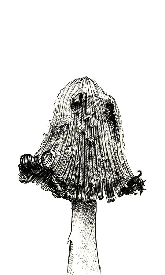 540x900 Coprinopsis Atramentaria Mushroom Drawing - Mushroom Drawing
