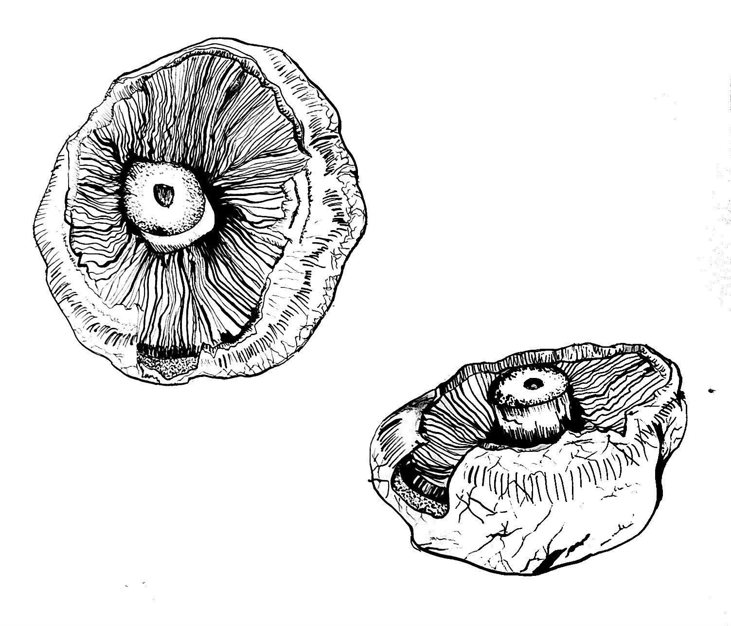 1503x1287 indian ink observational line drawing mushrooms drawing - Mushroom Line Drawing