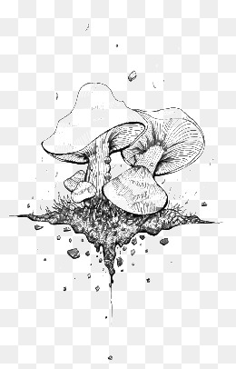 260x406 line drawing mushrooms png images vectors and free - Mushroom Line Drawing