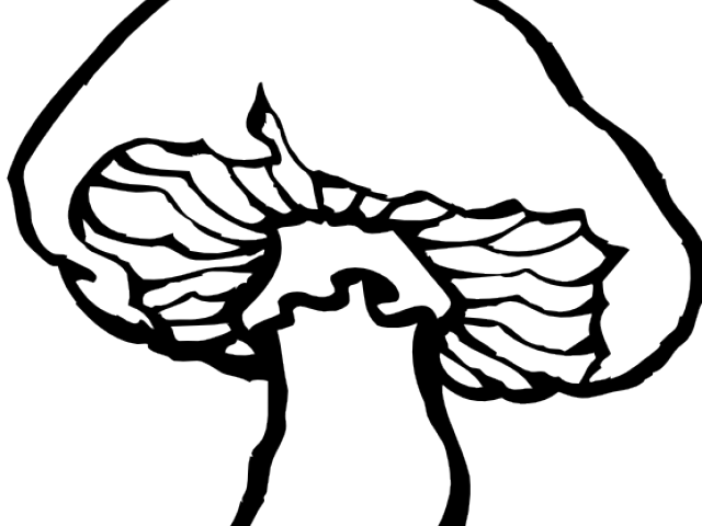 640x480 Mushroom Clipart Line Drawing - Mushroom Line Drawing