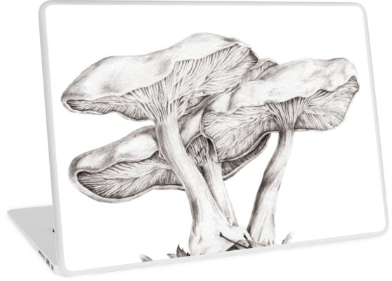 558x400 fungi mushroom study mono pencil drawing laptop skins - Mushroom Pencil Drawing