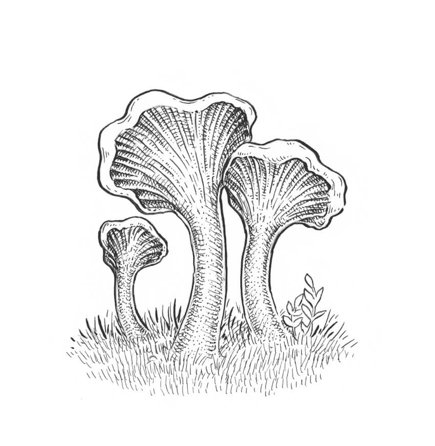 850x872 How To Draw A Mushroom - Mushroom Pencil Drawing