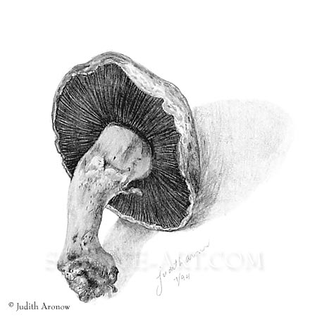 450x450 Little Mushroom Agaricus Bisporus - Mushroom Pencil Drawing