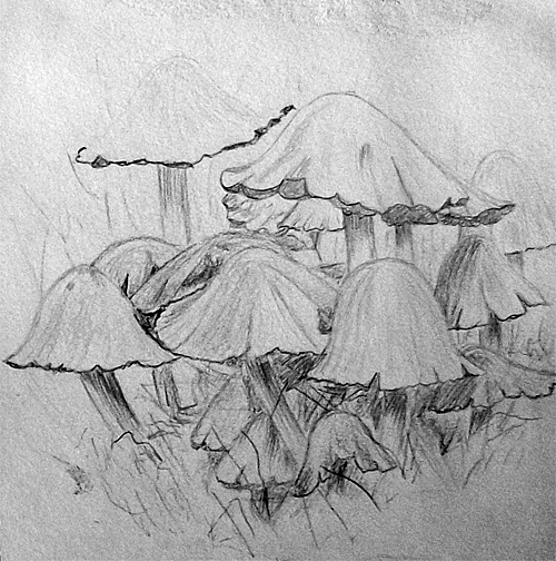500x504 midge ace from sketch to painting - Mushroom Pencil Drawing