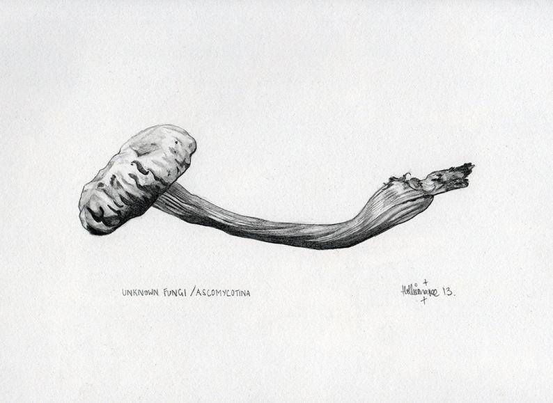 794x579 Mushroom Pencil Drawing Etsy - Mushroom Pencil Drawing