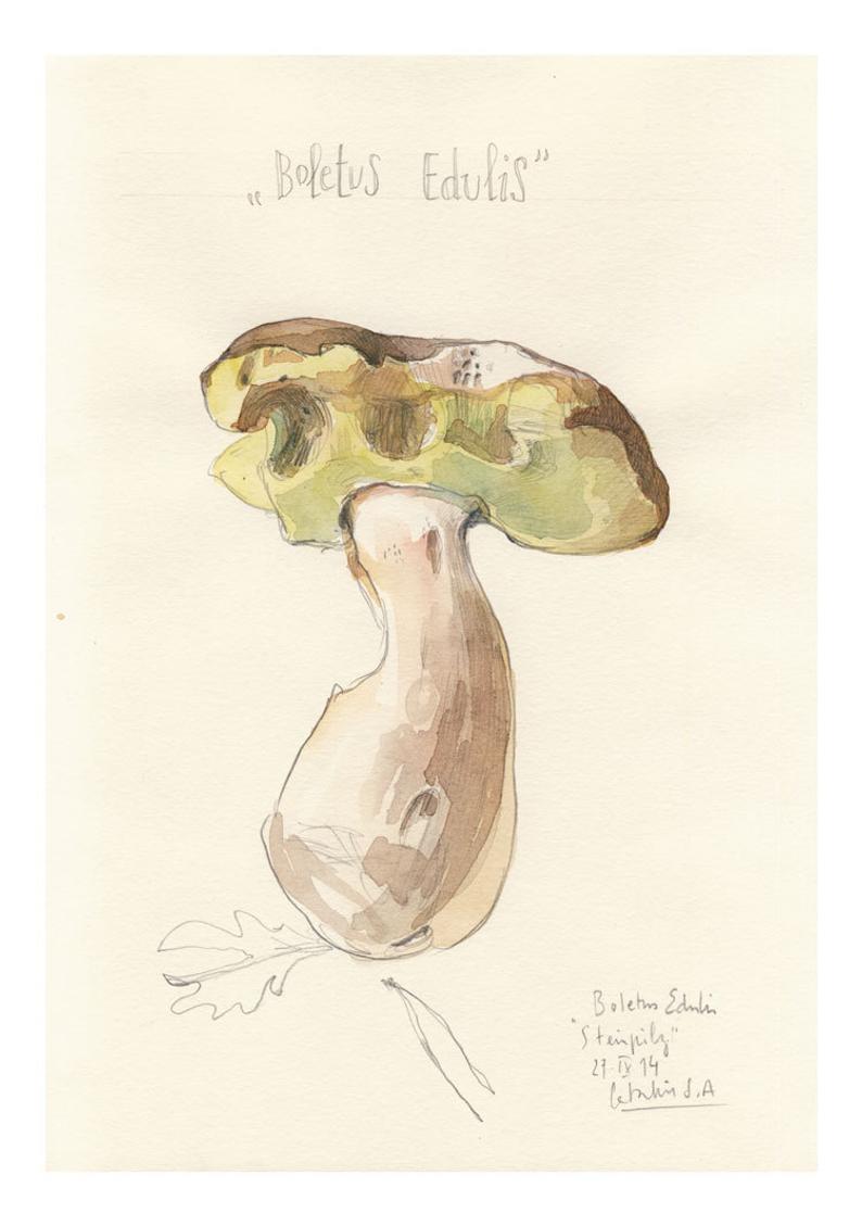 794x1129 Mushroom Drawing Print Boletus Edulis Botanical Illustration Etsy - Mushroom Pencil Drawing