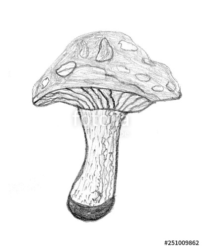 407x500 Mushroom Pencil Drawing, Great Design For Any Purposes Stock - Mushroom Pencil Drawing