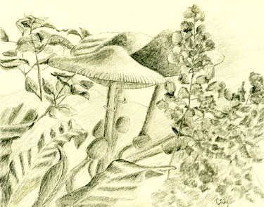 375x294 mushrooms - Mushroom Pencil Drawing