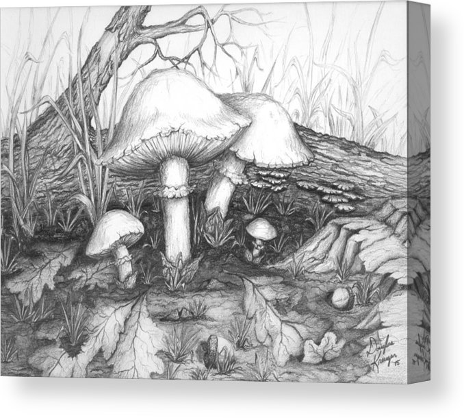 678x610 mushrooms pencil study canvas print canvas art - Mushroom Pencil Drawing