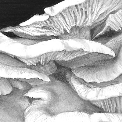 400x400 oyster mushroom' framed original pencil drawing - Mushroom Pencil Drawing