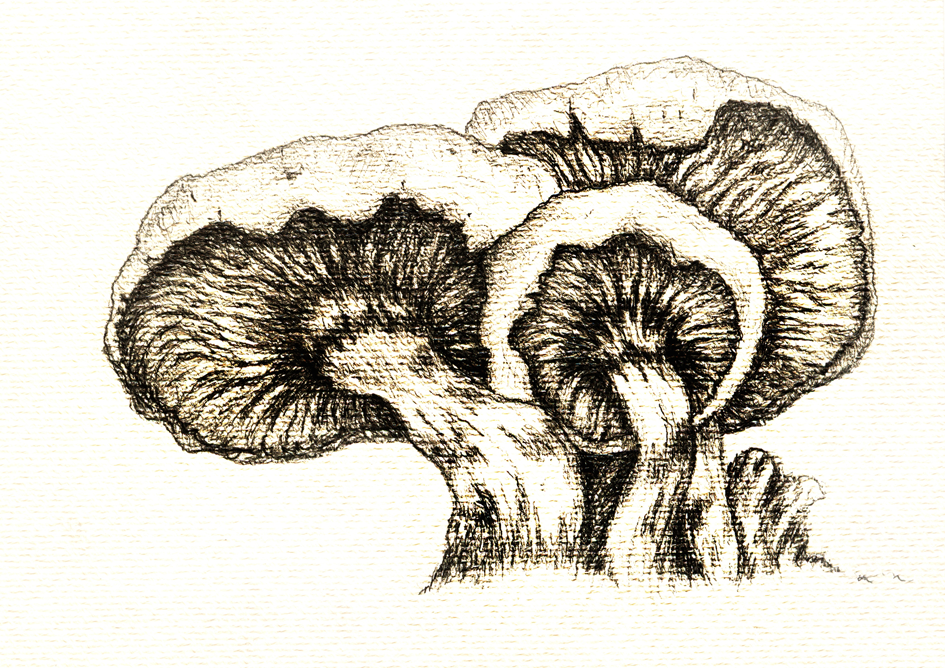 945x668 Mushroom Watercolourarts - Mushroom Pencil Drawing