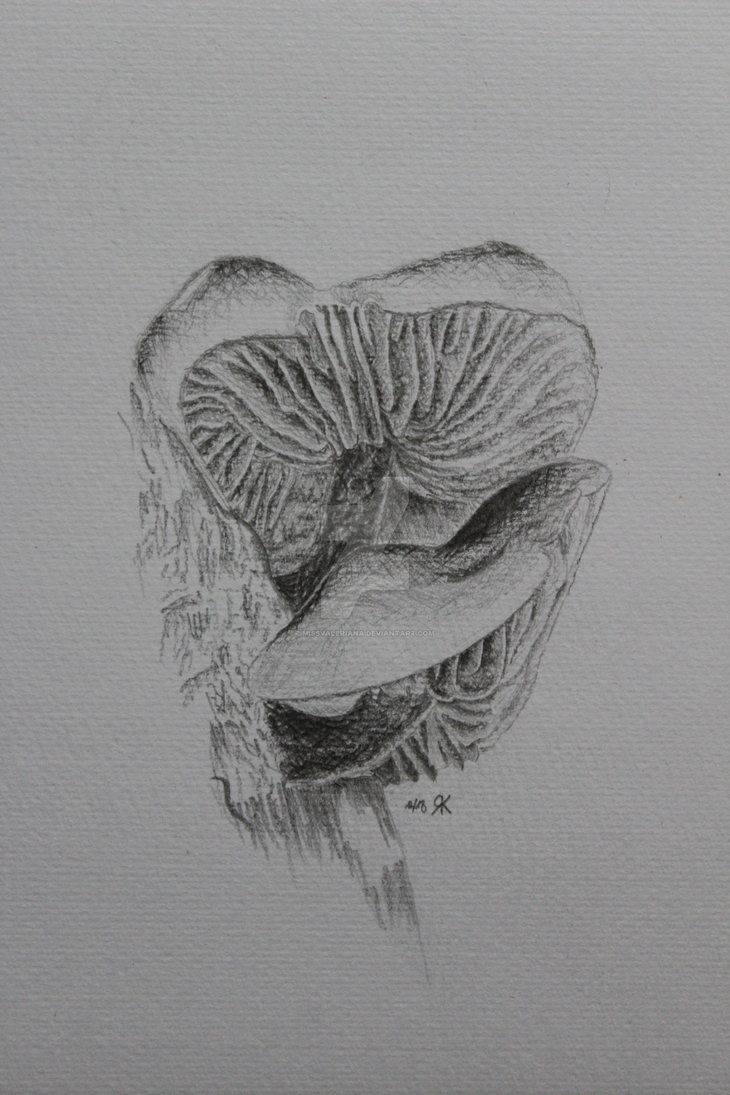 730x1095 Mushroom Pencil Drawing - Mushroom Pencil Drawing