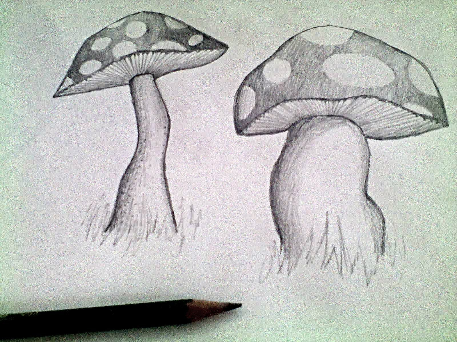 Рисунки для срисовки грибы