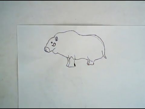 480x360 How To Draw A Musk Ox - Musk Ox Drawing