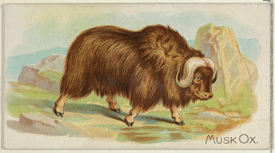 Musk Ox Drawing at Explore collection of Musk Ox
