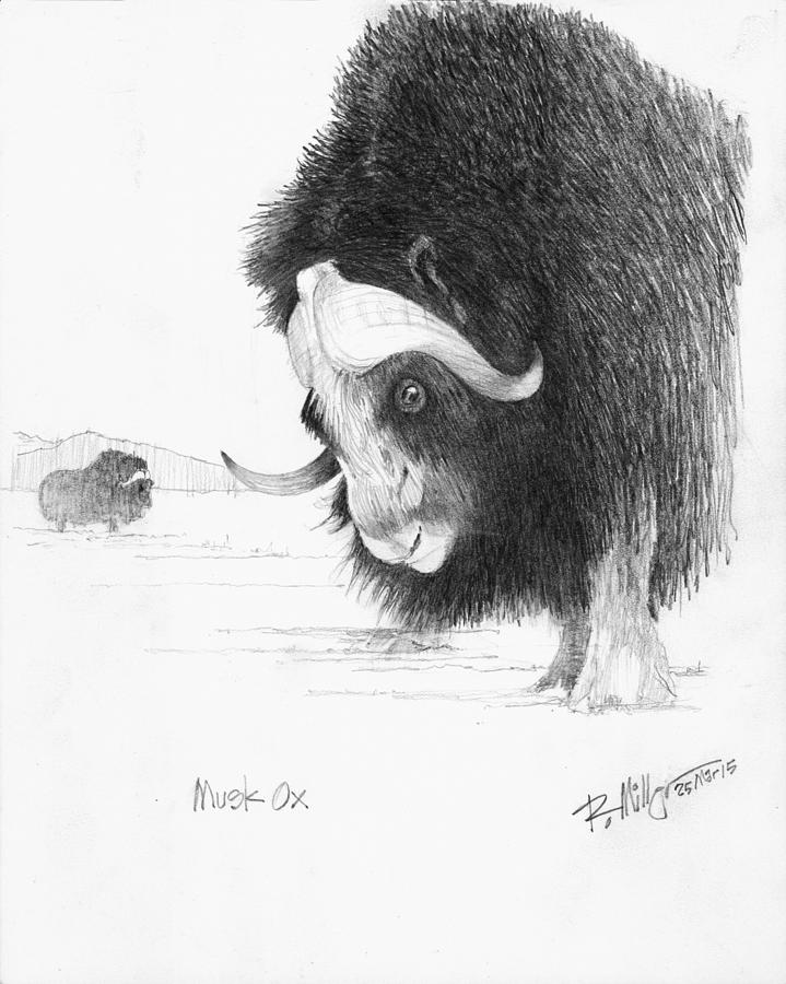 719x900 Musk Ox Drawing - Musk Ox Drawing