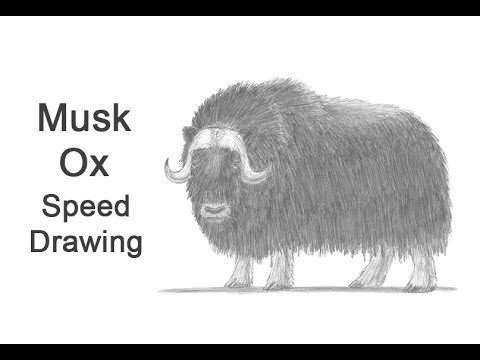 480x360 musk ox time lapse speed drawing - Musk Ox Drawing