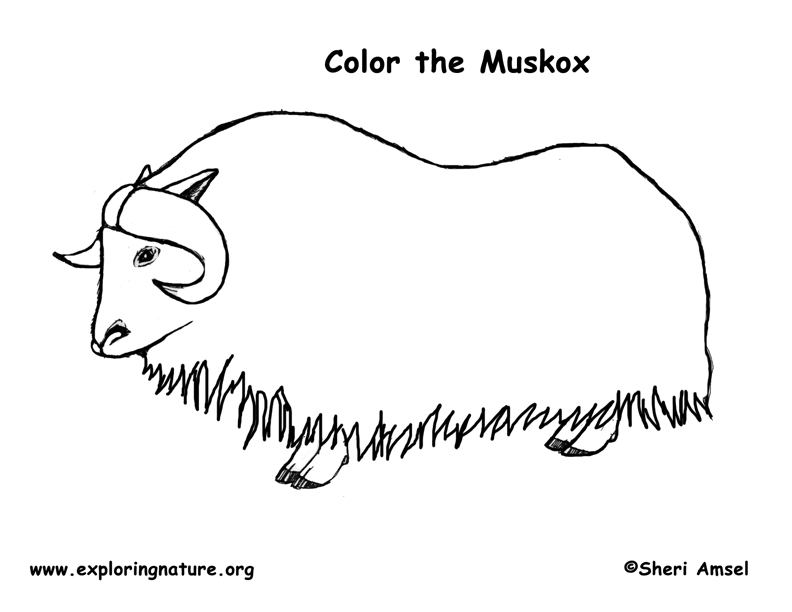 792x612 Musk Ox Coloring Nature - Musk Ox Drawing