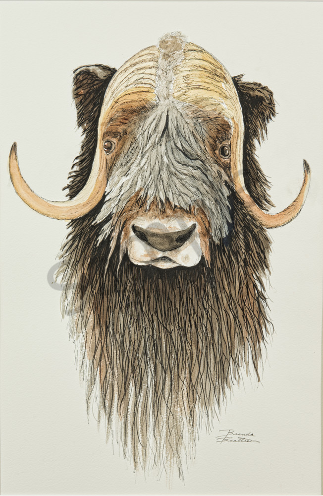 Musk Ox Drawing at Explore collection of Musk Ox