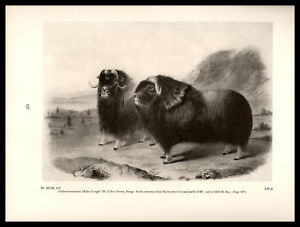 300x227 musk oxovibos moschatus drawing john james audubon book art print - Musk Ox Drawing